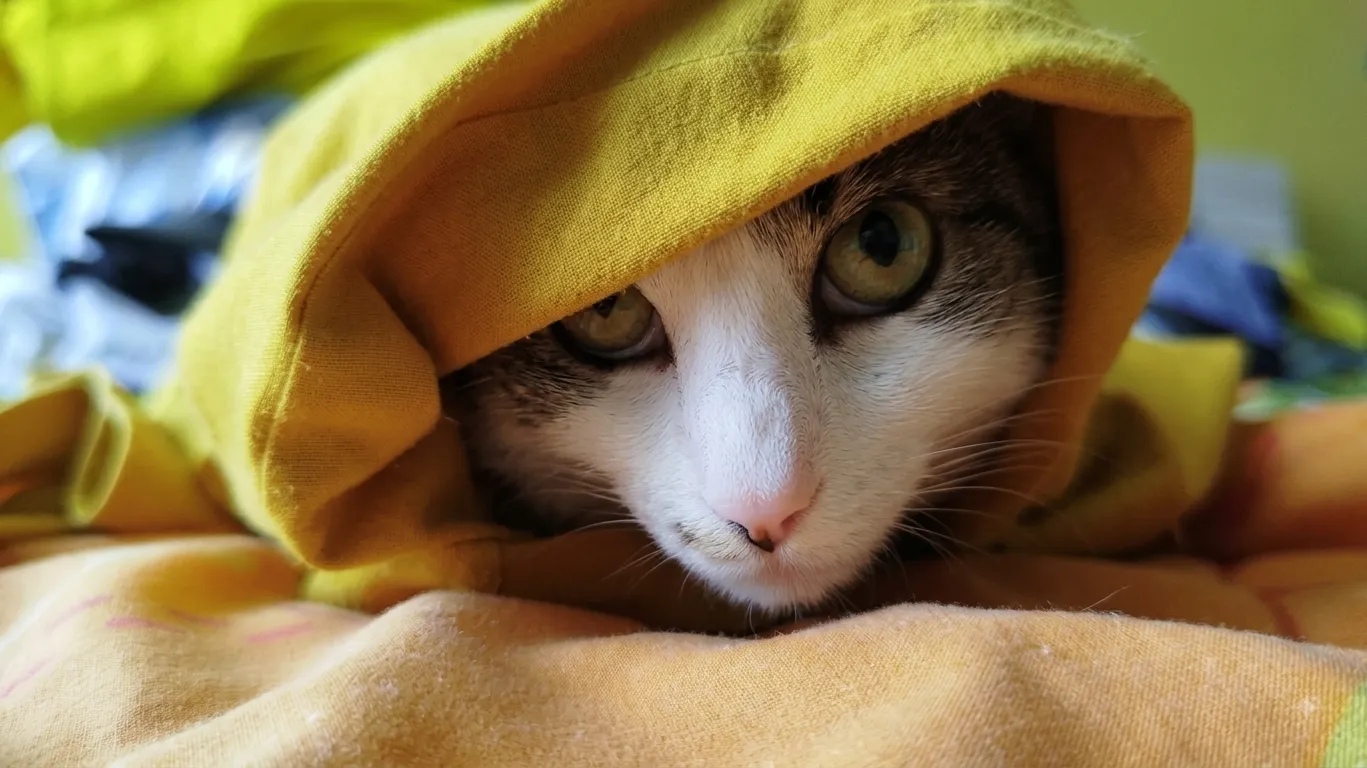 Ellos también merecen cuidados de calidad 🐶🐱